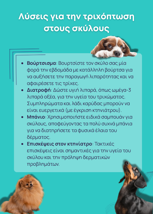 σκυλι που δεν μαδαει