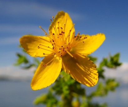 Σπαθόχορτο ή St. John’s Wort: το θαυματουργό βότανο