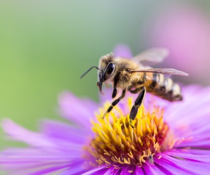 Το μέλι και οι εποχές του χρόνου
