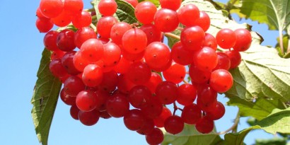 Cranberry: ένα θαυματουργό superfood