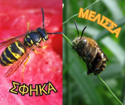Τσίμπημα μέλισσας vs τσίμπημα σφήκας: τι να κάνω