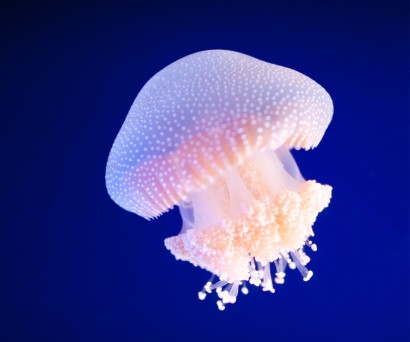 Μωβ μέδουσες: Αντιμετώπιση τσιμπήματος