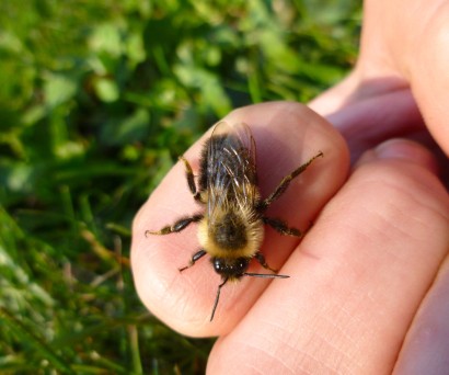 Τσίμπημα από μέλισσα: πότε υποχωρεί το πρήξιμο