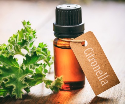 Σιτρονέλα vs. χημικά εντομοαπωθητικά: Ποια είναι η καλύτερη επιλογή;